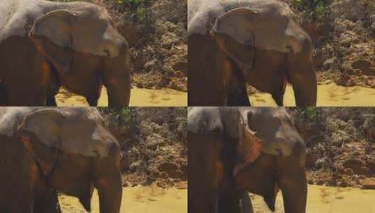 一头大象在稀树大草原的一条河里弄湿了高清在线视频素材下载