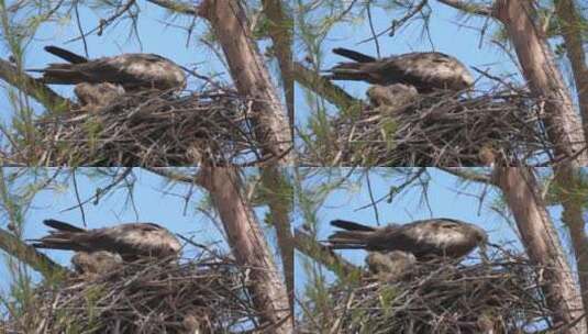 老鹰在树上筑巢高清在线视频素材下载