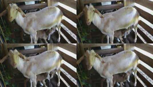 农场里的小山羊在喝他母亲的牛奶高清在线视频素材下载