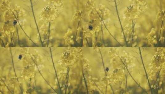 花上的大黄蜂高清在线视频素材下载