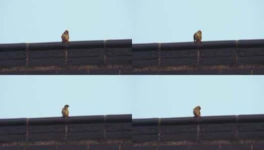 一只站在屋顶上的小鸟高清在线视频素材下载