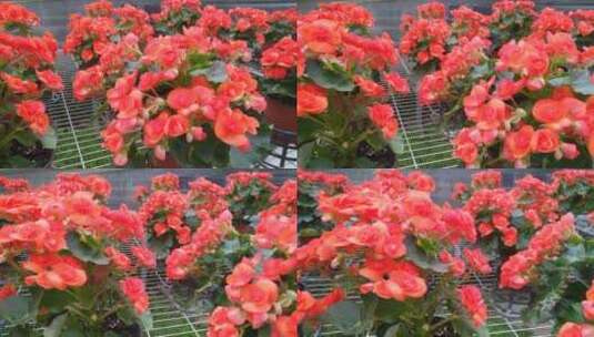 美丽花卉市场植物园高清在线视频素材下载