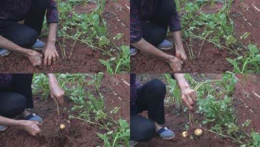 乡下地里挖土豆高清在线视频素材下载