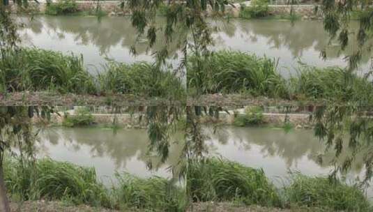 河边 绿色 风景 垂柳 水草高清在线视频素材下载