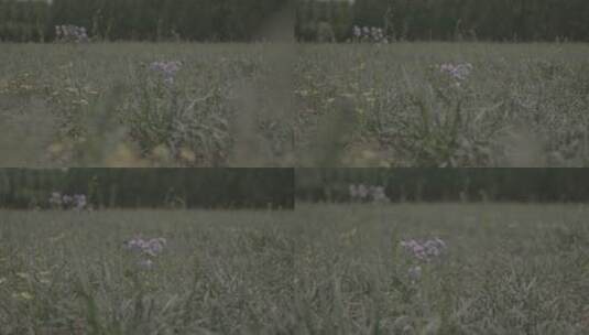 [2k][艾丽莎][灰度][升格]青草草地花素材高清在线视频素材下载