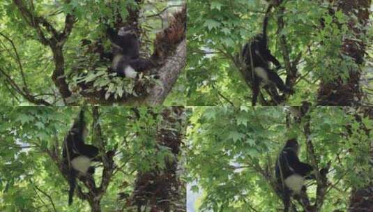 野生动物滇金丝猴黑白仰鼻猴高清在线视频素材下载