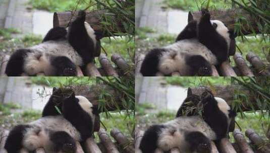 熊猫躺着吃竹子高清在线视频素材下载