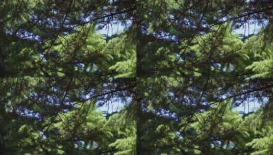 巨大的松树松柏油松高清在线视频素材下载