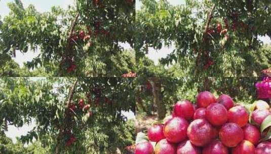 油桃种植高清在线视频素材下载