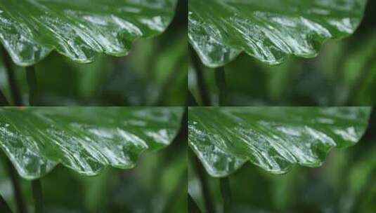 植物雨景 安静静谧感高清在线视频素材下载