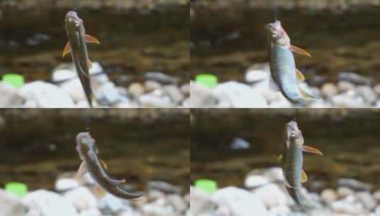 钓鱼咬钩鱼摆动慢镜头高清在线视频素材下载