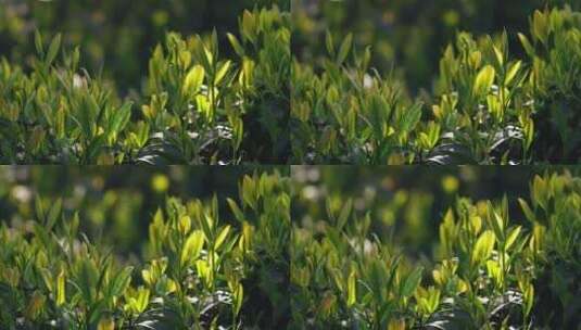 春天阳光下的绿茶嫩芽高清在线视频素材下载