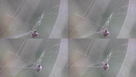 蜘蛛正在结网高清在线视频素材下载