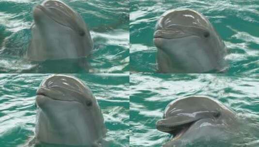 水面上有趣的海豚高清在线视频素材下载