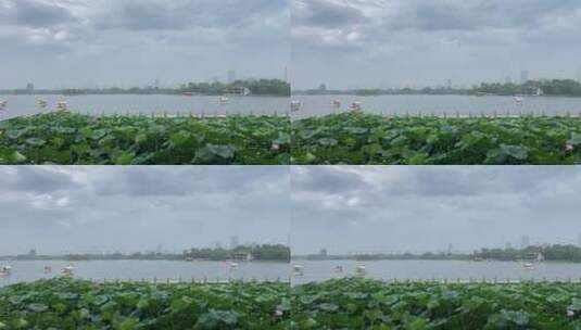 济南5A级景区大明湖，夏季荷花盛开风景怡人高清在线视频素材下载