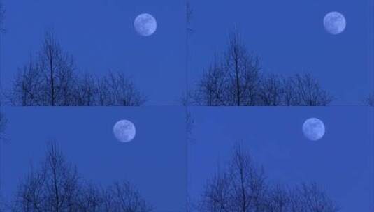 中秋节 树梢 圆月 月升 延时高清在线视频素材下载