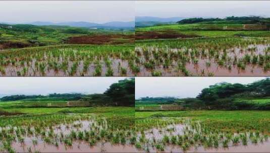 治愈风景，生活不止眼前的苟且还有诗和远方高清在线视频素材下载