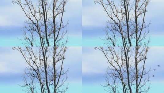 冬天蓝天下枯树上的小鸟高清在线视频素材下载