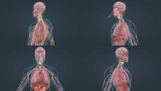 人体 器官 呼吸 支气管 大脑 肺部动画高清在线视频素材下载