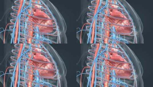 全息人体器官心脏动画高清在线视频素材下载