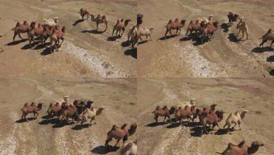甘肃省酒泉市肃北县祁连山下的骆驼高清在线视频素材下载
