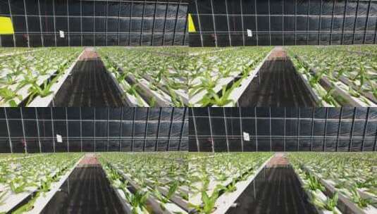 大棚水培蔬菜高清在线视频素材下载