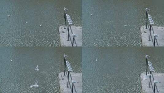 栖息在栏杆上的海鸥高清在线视频素材下载