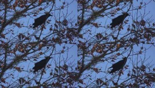 树上的乌鸦飞走了高清在线视频素材下载