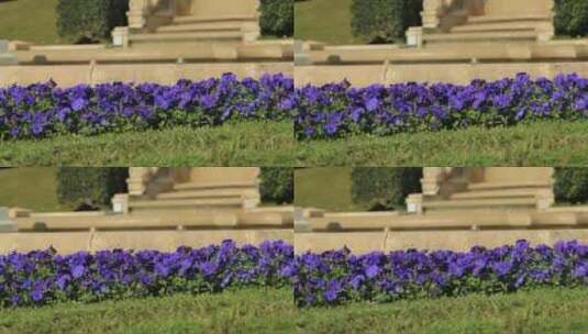 公园里紫色的花高清在线视频素材下载