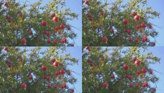 成熟的红石榴果实挂在树枝上高清在线视频素材下载