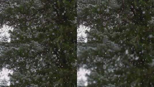 被雪覆盖的树林景观高清在线视频素材下载