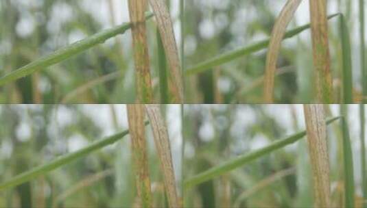 雨中的甘蔗草高清在线视频素材下载