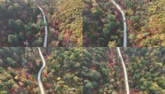 秋季森林公路高清在线视频素材下载