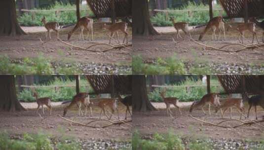 动物园的鹿群高清在线视频素材下载