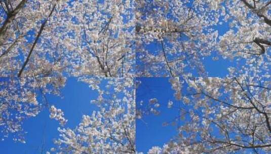 春天满树樱花白色的花高清在线视频素材下载