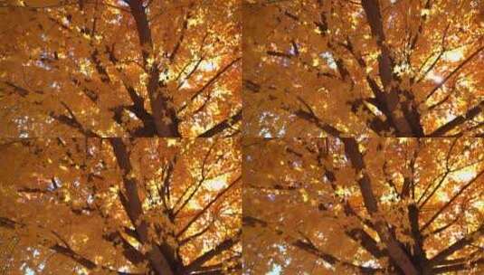 秋天的枫叶随风晃动阳光从间隙中照射出来高清在线视频素材下载