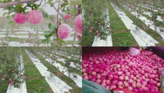 洛川苹果产地高清在线视频素材下载