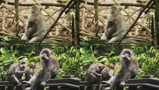 猕猴猴群高清在线视频素材下载