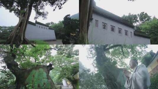 寺院古树 天童寺高清在线视频素材下载