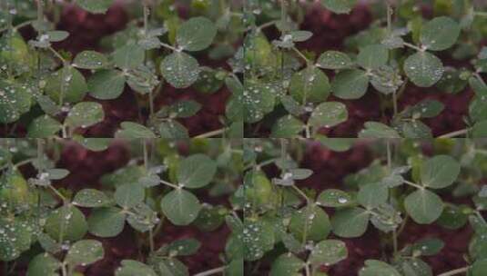 慢镜头-红土地茁壮生长的豌豆苗沐浴雨水中高清在线视频素材下载