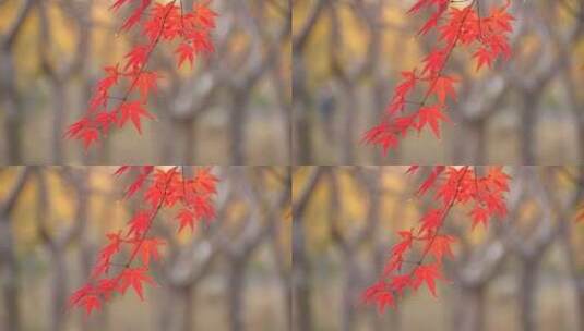 枫叶红叶高清在线视频素材下载