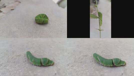 植物虫子高清在线视频素材下载