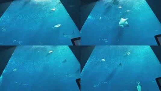 三亚亚特兰蒂斯水族馆高清在线视频素材下载