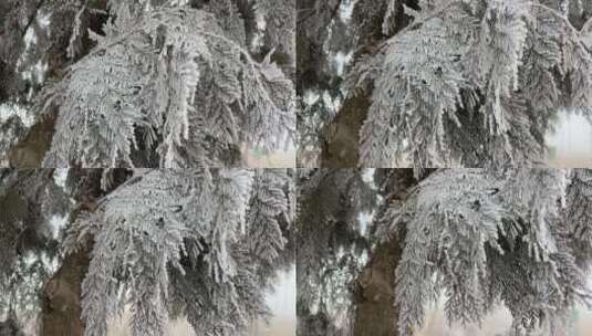 下霜的植物高清在线视频素材下载