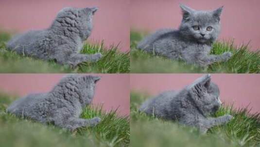 可爱的小蓝猫高清在线视频素材下载