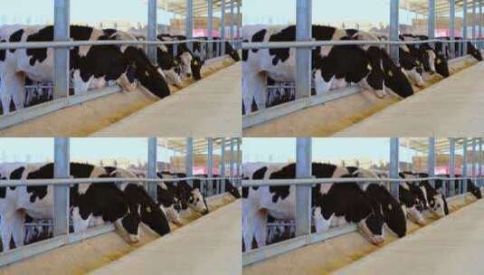 现代化大规模养牛场里正在吃青贮饲料的奶牛高清在线视频素材下载