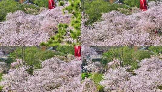 武汉东湖磨山樱花园春季风光高清在线视频素材下载