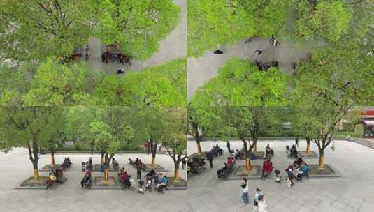 老龄化社会一瞥——树下成群休憩的老人们高清在线视频素材下载