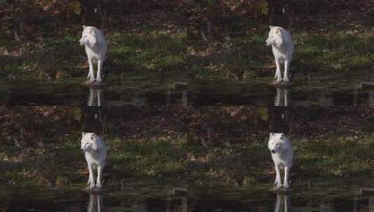 北极狼站在沼泽上看着远方高清在线视频素材下载