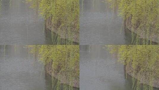 春天湖边的柳树柳枝随风摇曳焕发活力高清在线视频素材下载